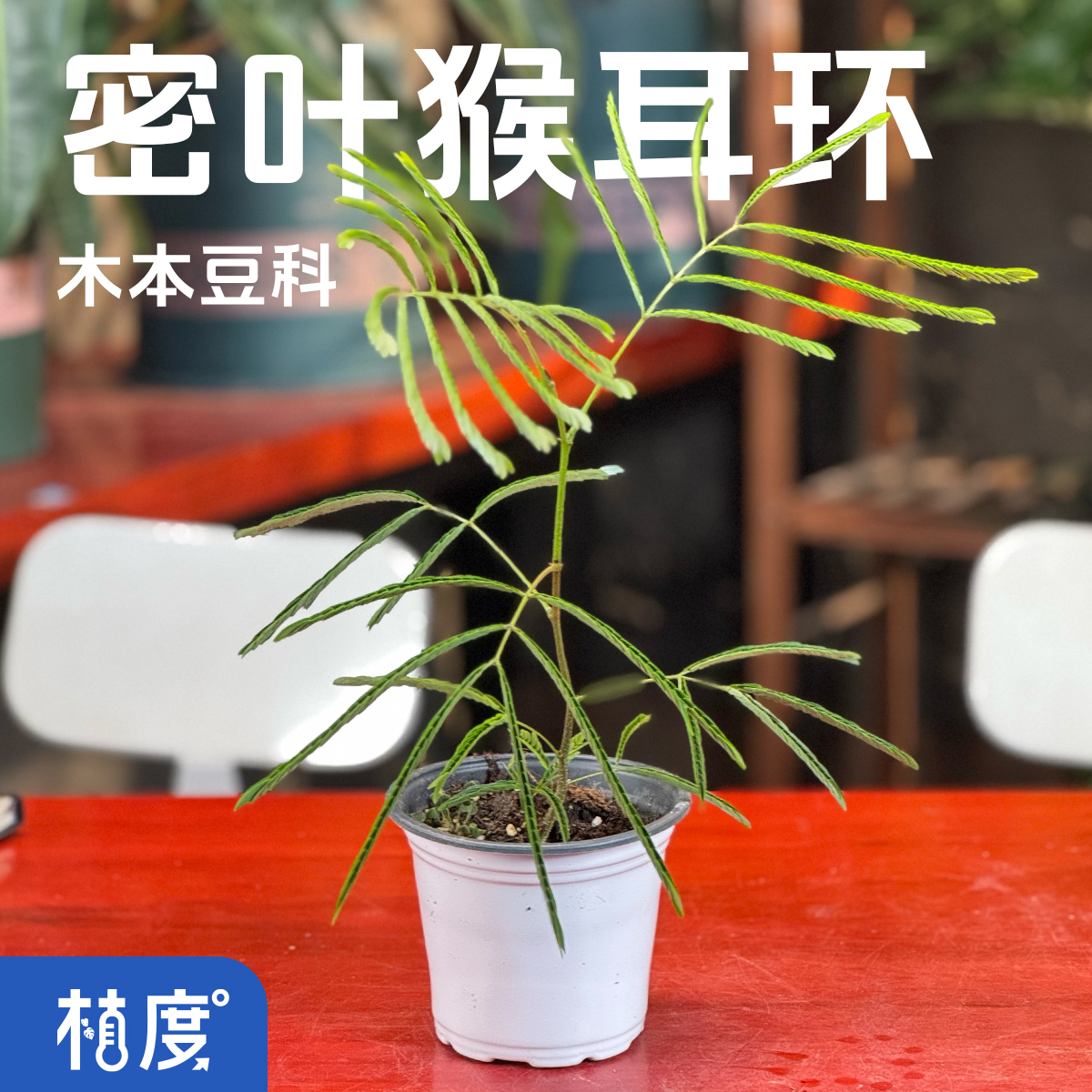【植度 | 小_密叶猴耳环】浓密叶片结构 典雅与自然并存的绿意之选