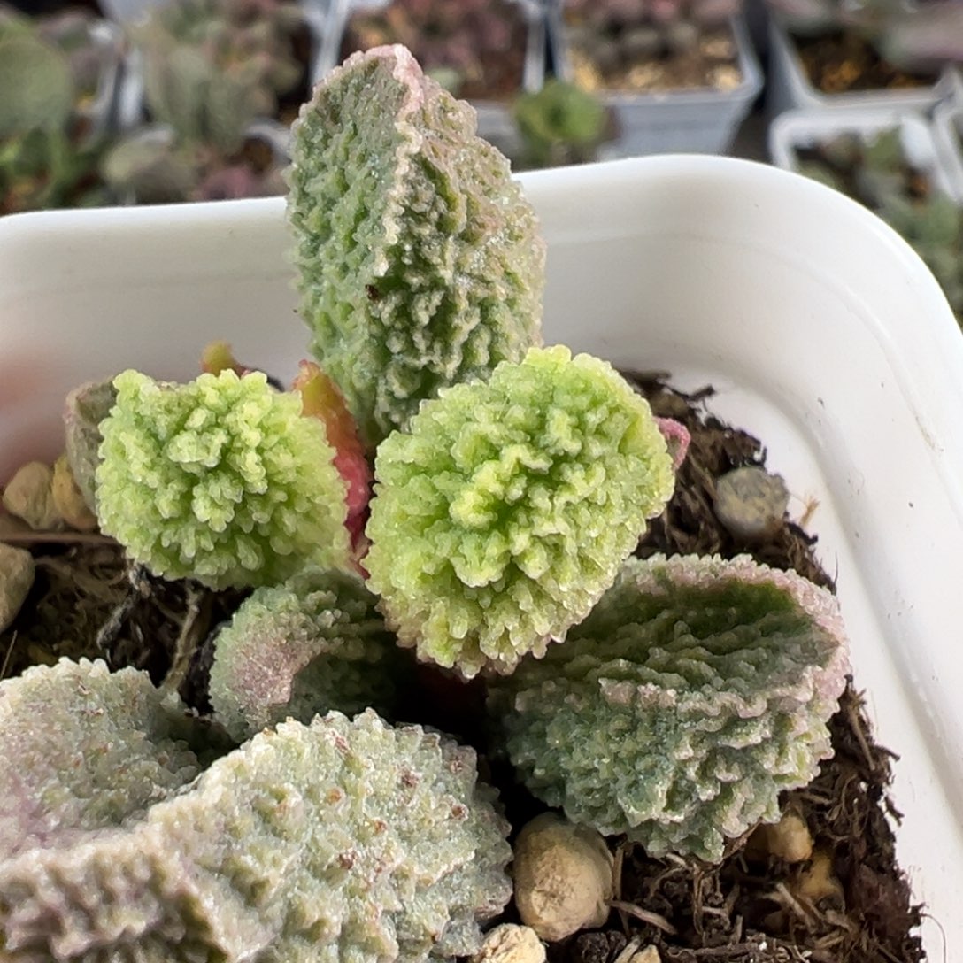 实生新品爆炸闪电纹实生新品大苗