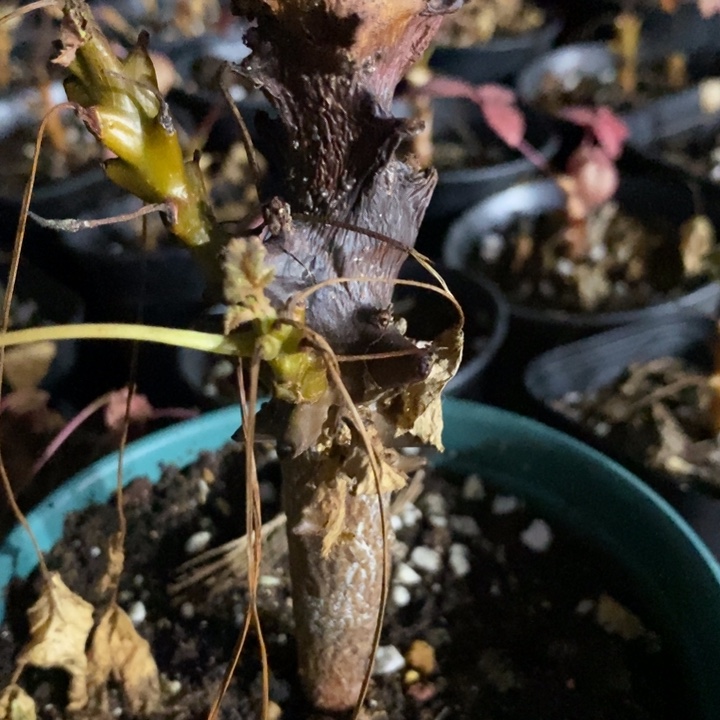 橘***很墨西哥角揽带盆土