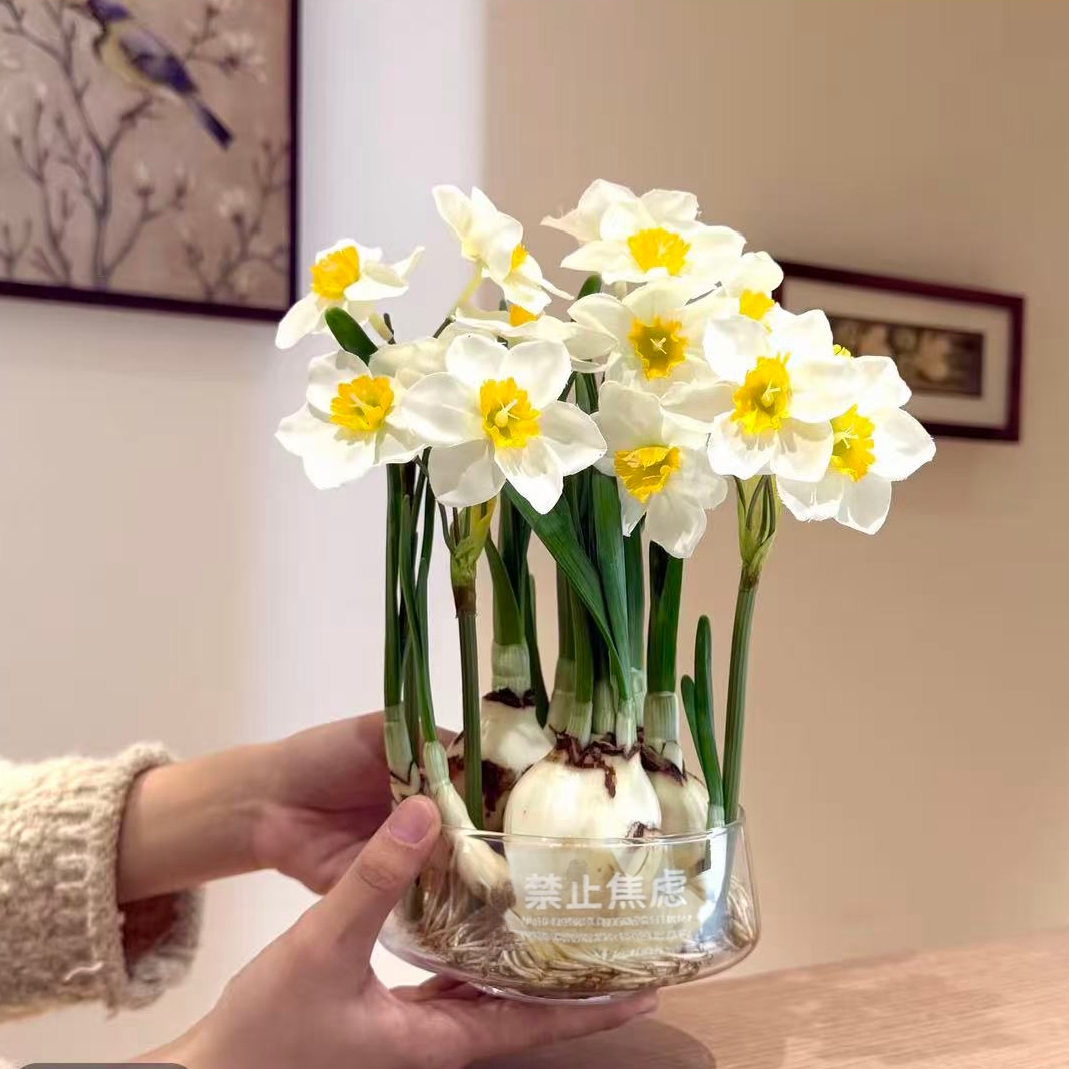 3-4颗玻璃花盆年宵花漳州水仙花带芽点室内开花好养水培绿植盆栽