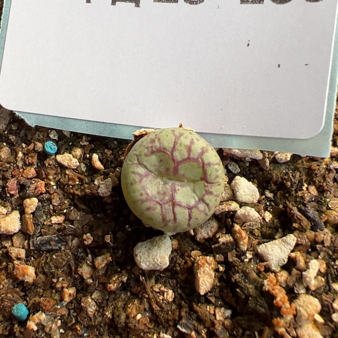 28-153肉锥多肉植物