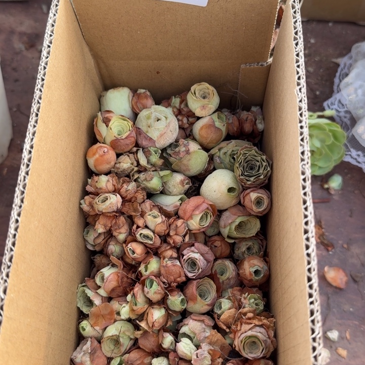 余***！HD009  山地玫瑰整箱多品种大促