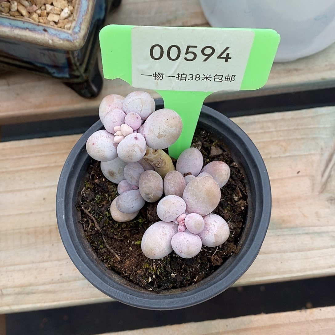 594透露图图图楼Tom烤鱼