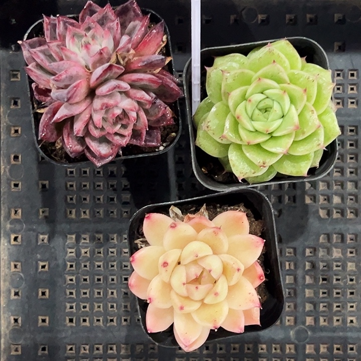 北***叔20034号框。   福利多多