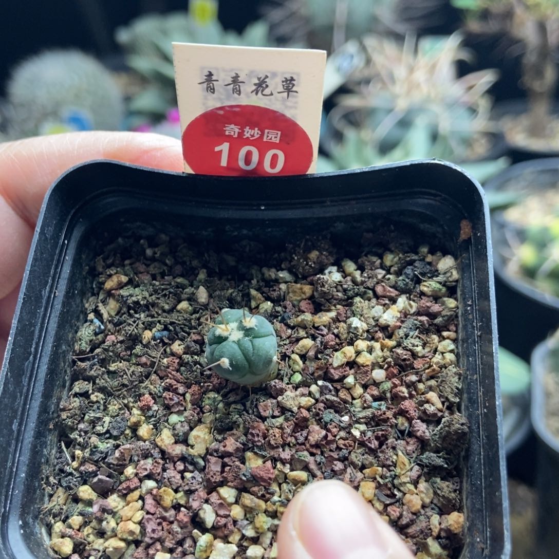 实生雷帝平丸1.1cm一棵仙人球