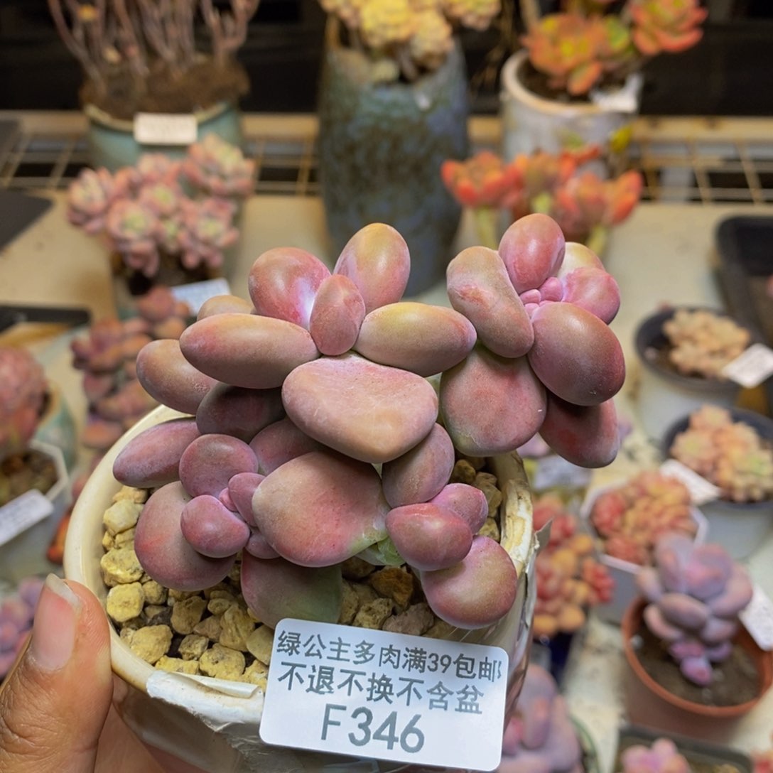 346芒果奶kk奶多肉7c m