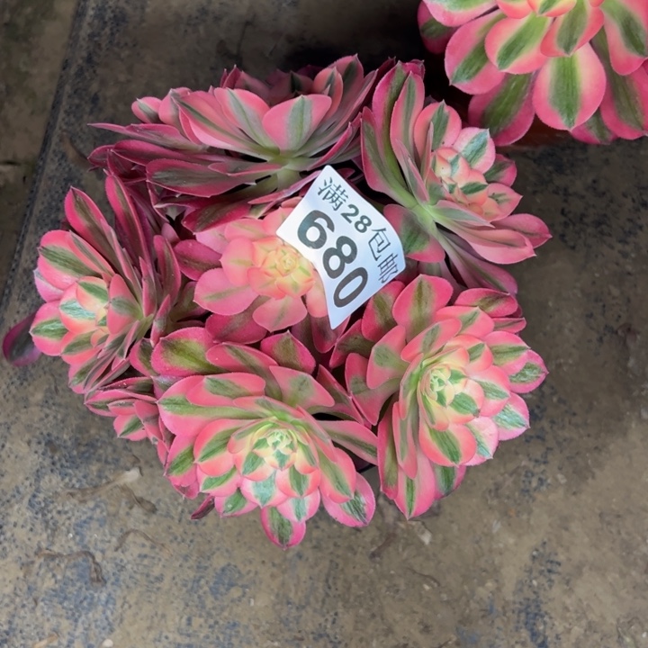 680女巫多肉植物