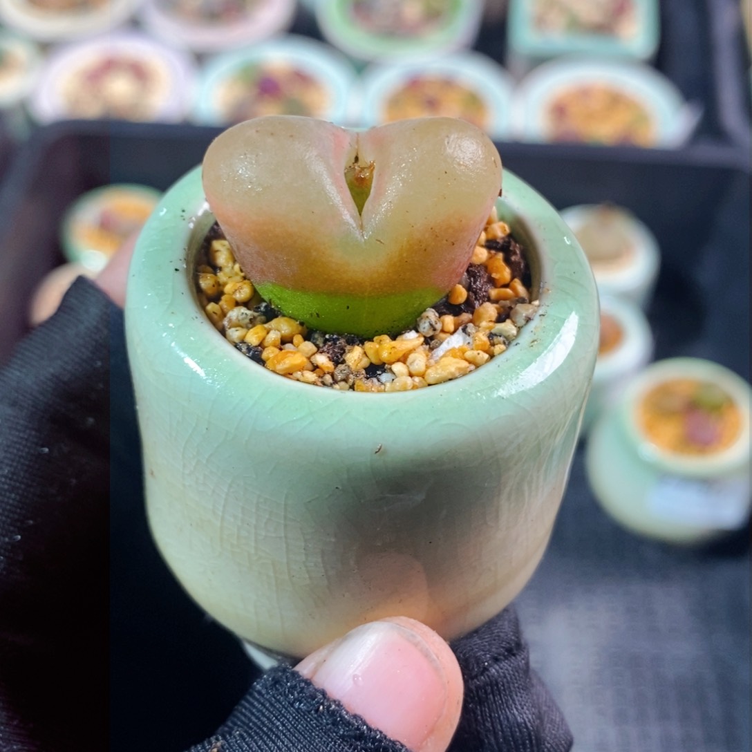 2745-一物一拍带盆