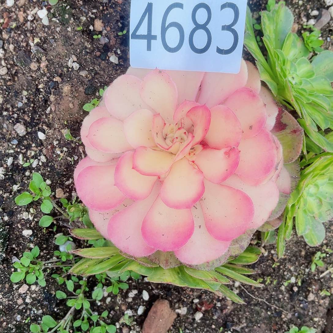 4683知否多肉植物