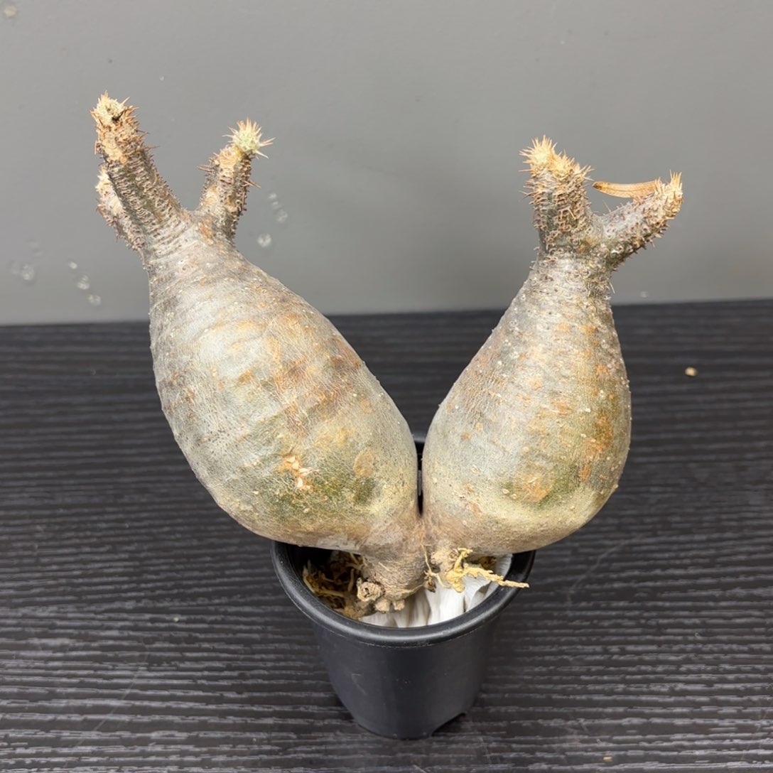 熟装象牙宫带盆包邮