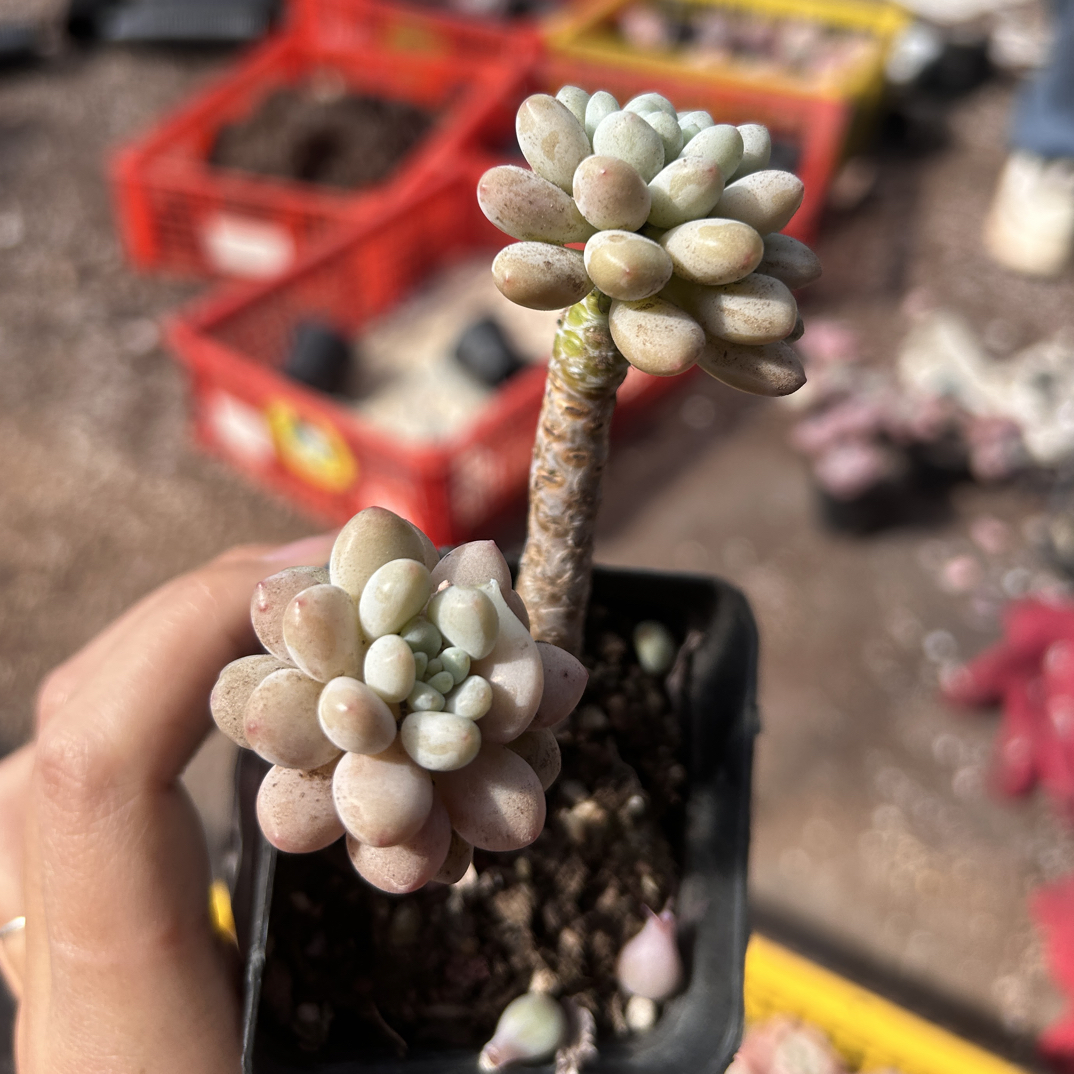 多肉 尾货鱼子酱 双头起 任何情况不售后（满9.9包邮）