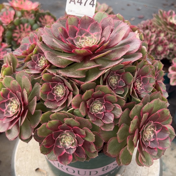 474粉花妖25厘米左右