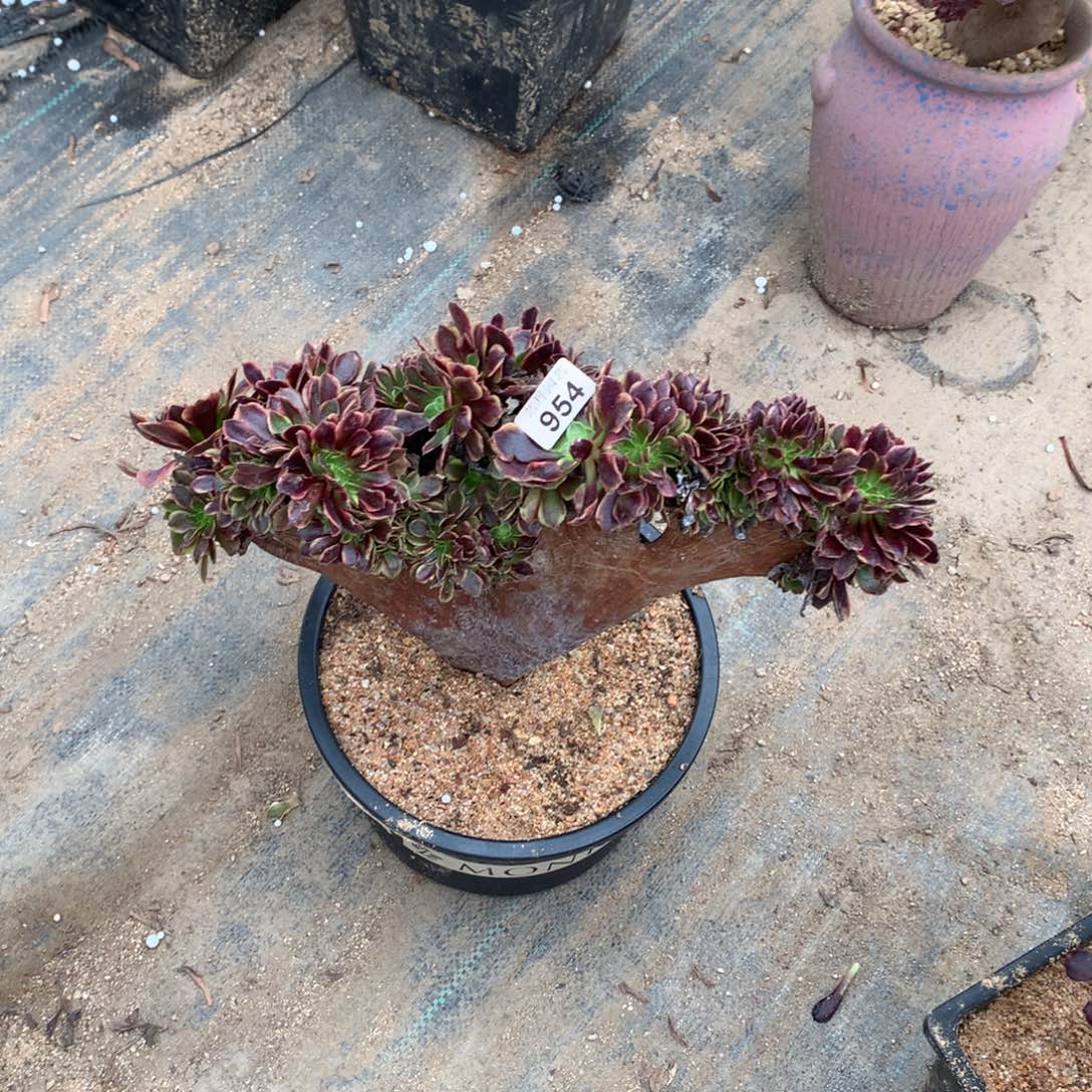 金***鼠954欧嘉莉缀化一颗