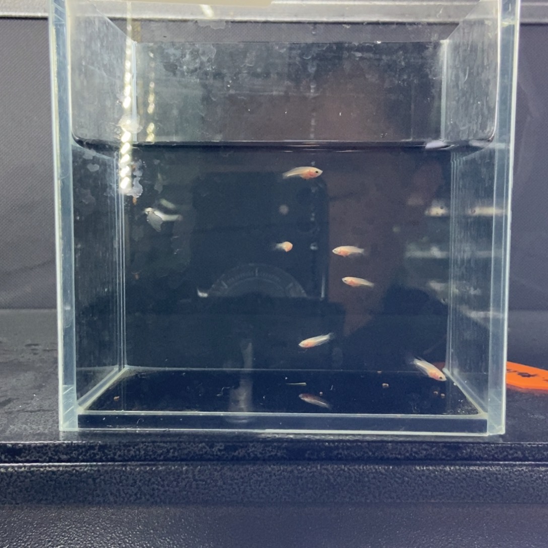 斗鱼包活不包损所见即所得495
