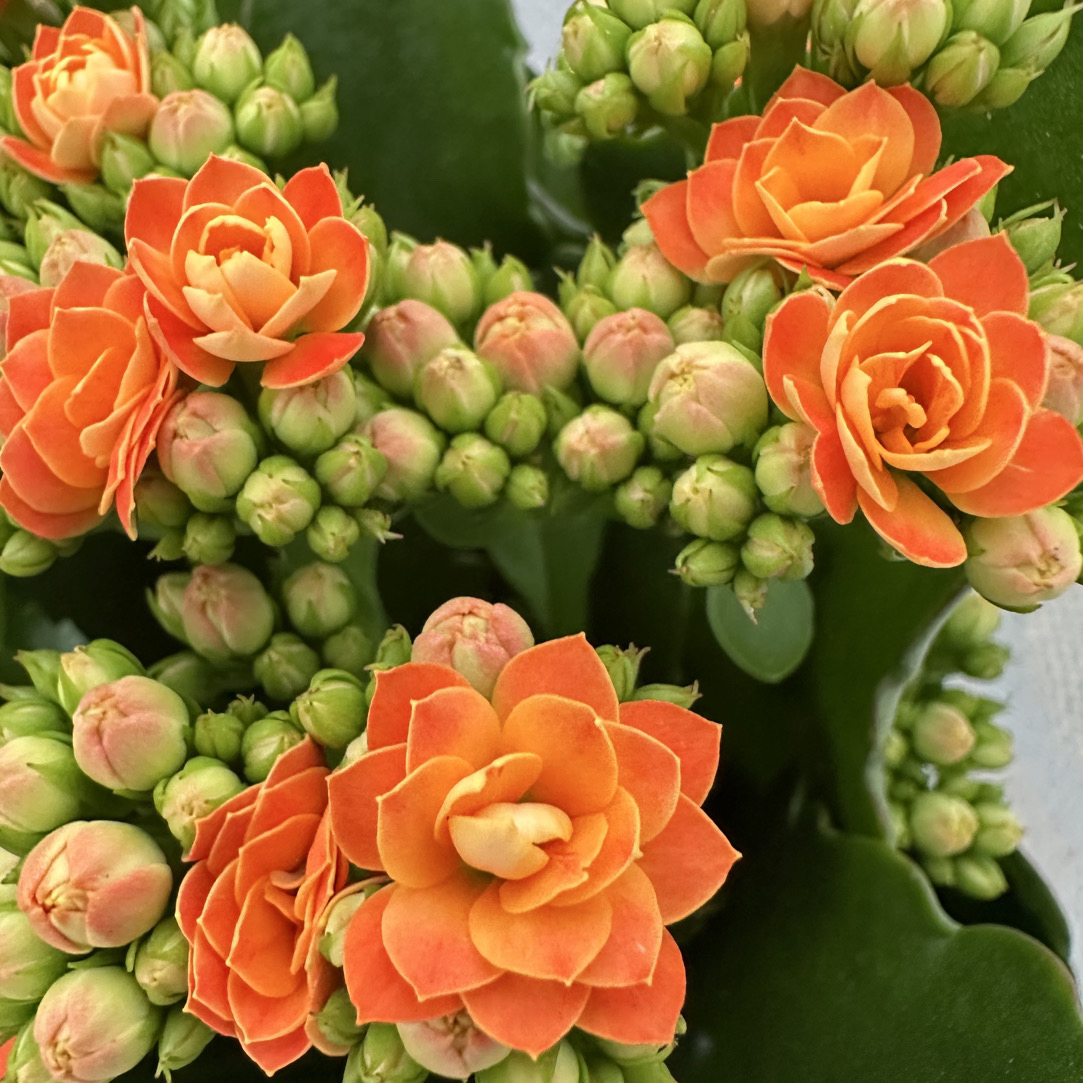 (佩德罗）120盆长寿 稀有重瓣橙色品种