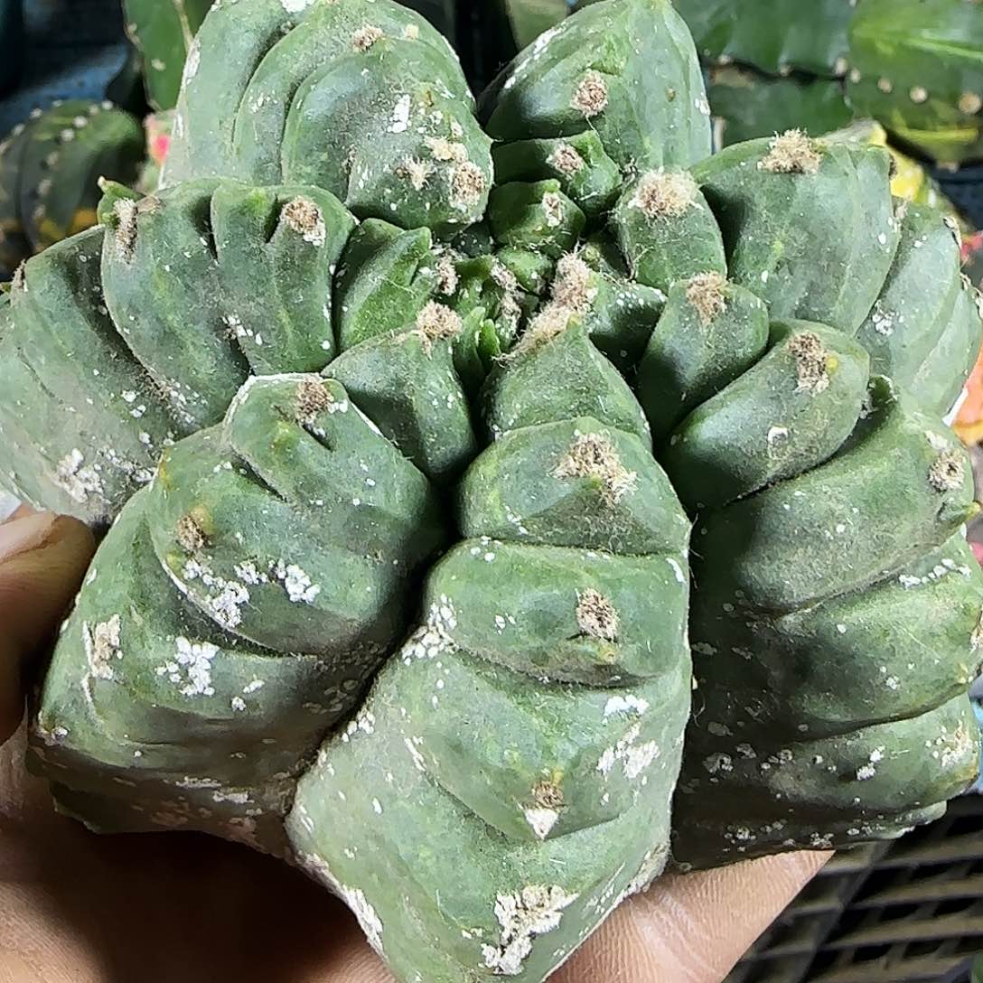 龟甲鸾676仙人球开花