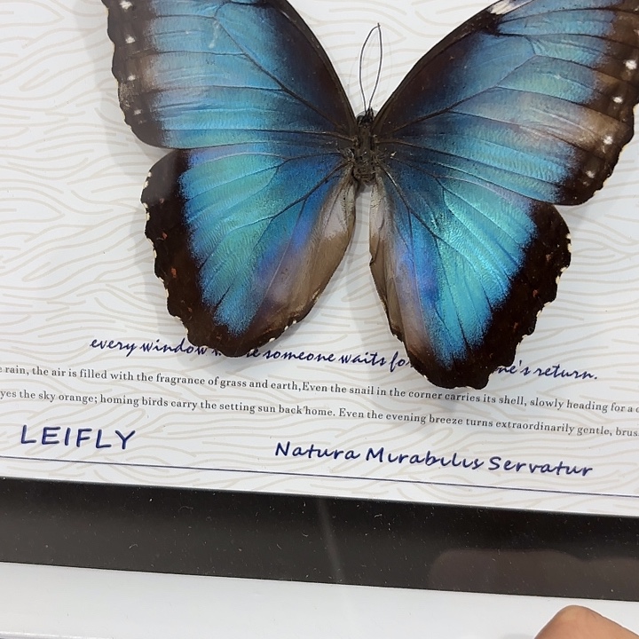 M***l蝴蝶标本定制175@