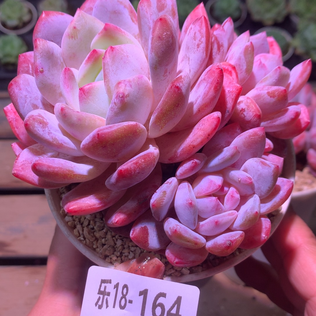 乐然18-164 橙梦露群