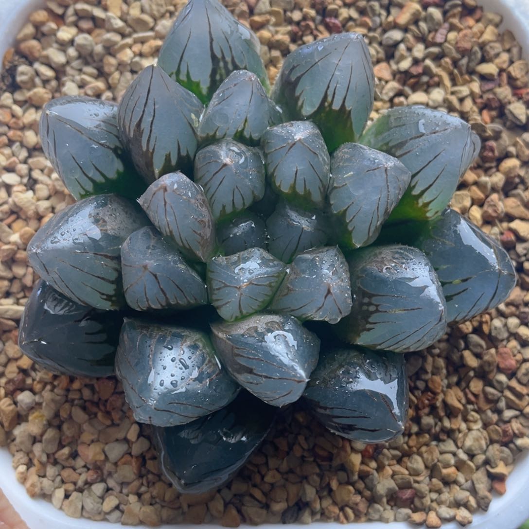 十二卷多肉非组om玉露。