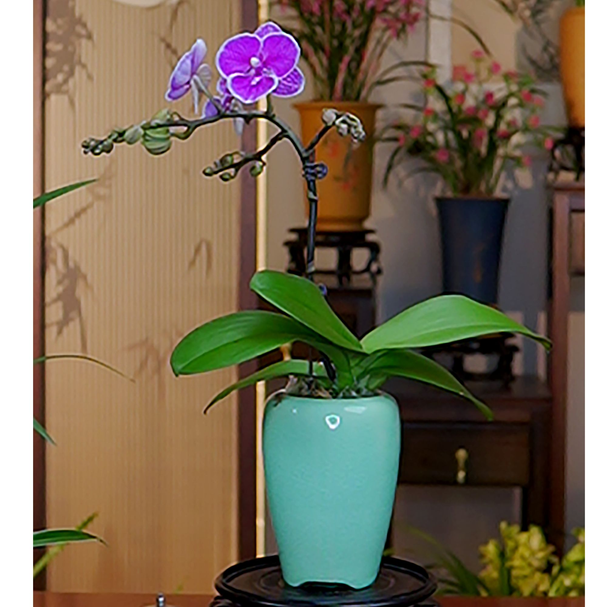 蝴蝶兰铭品[红豆]带高端天青色陶瓷花盆幽香兰花室内好养