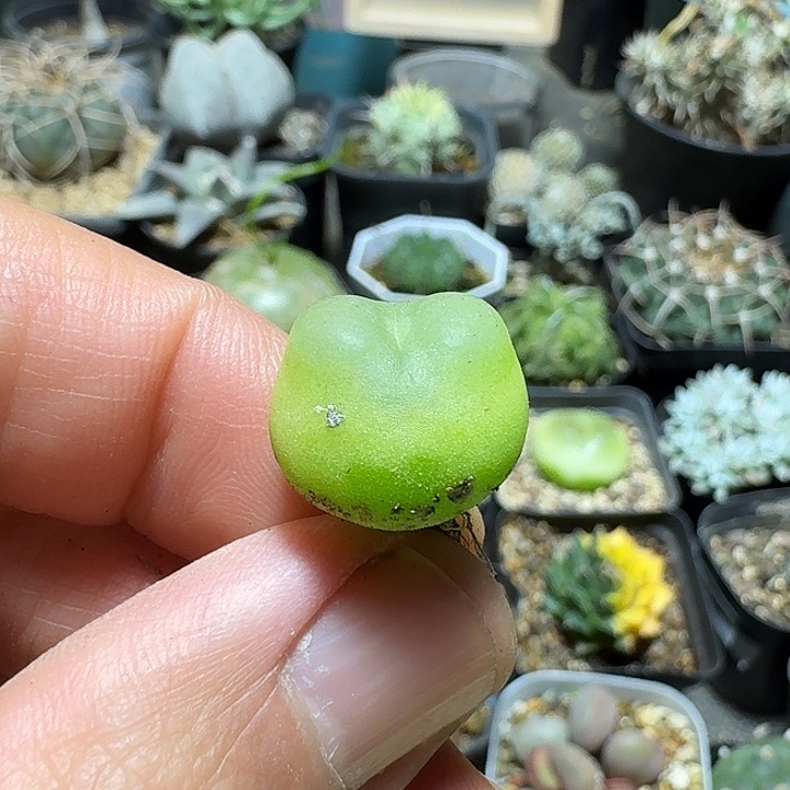 145拉登脱土发货实生