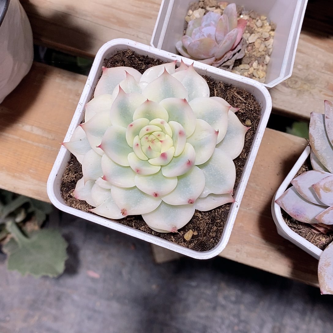 喵***染娃娃锦多肉植物老桩