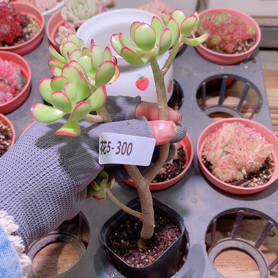 花05-300达摩宝珠