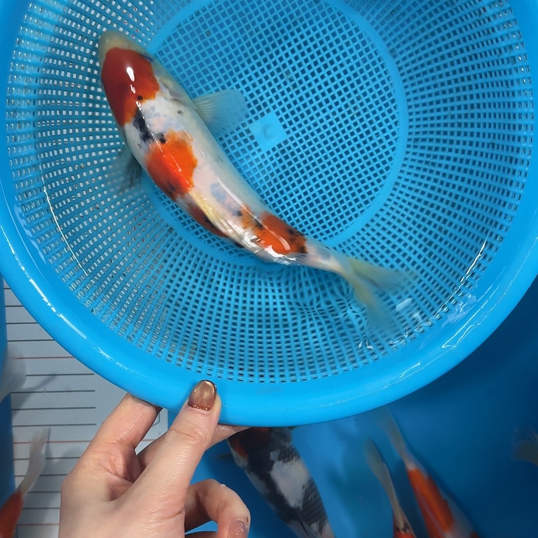 锦鲤血统锦鲤大正三色锦鲤当岁