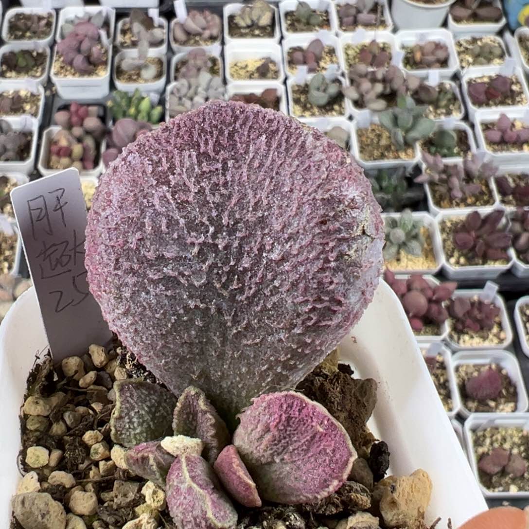 特大母叶哈默猪肝多肉植物水泡