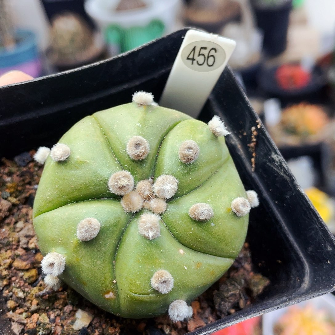 非偏远地区满25包邮仙人球