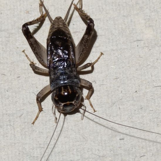 蛐坤园份房蟋蟀蛐