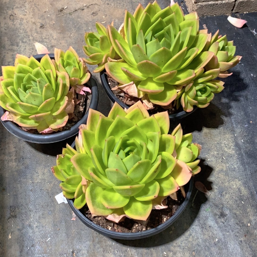 茶***明大翠花多肉植物三个