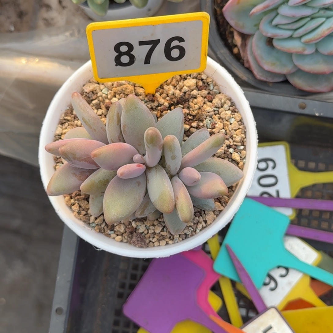 何***成多肉植物企鹅群876