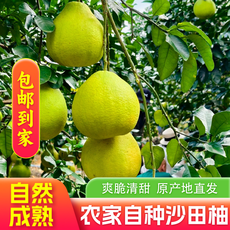 广东特产梅州老树沙田柚纯甜柚子产地直发