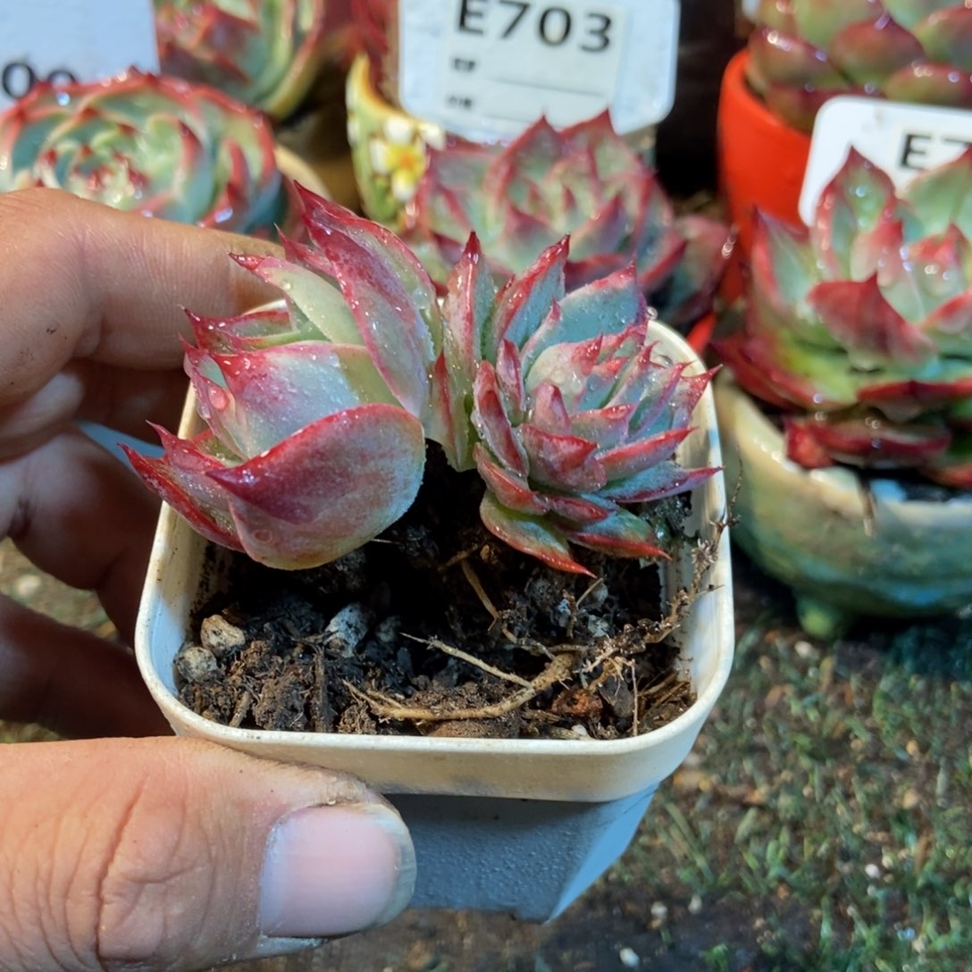 惊鸿一瞥680号多肉