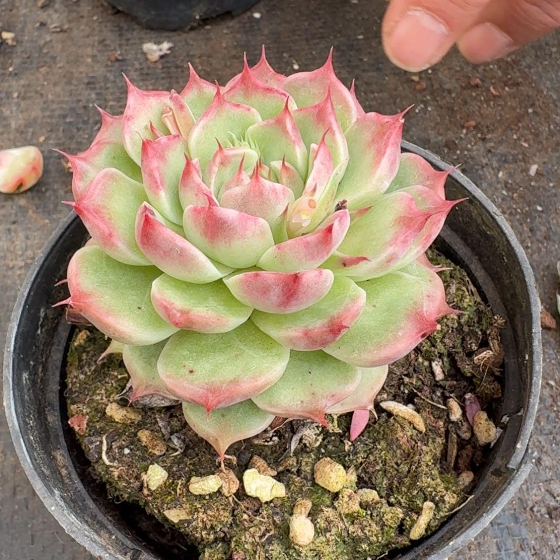 多肉杂交一物一拍19-104