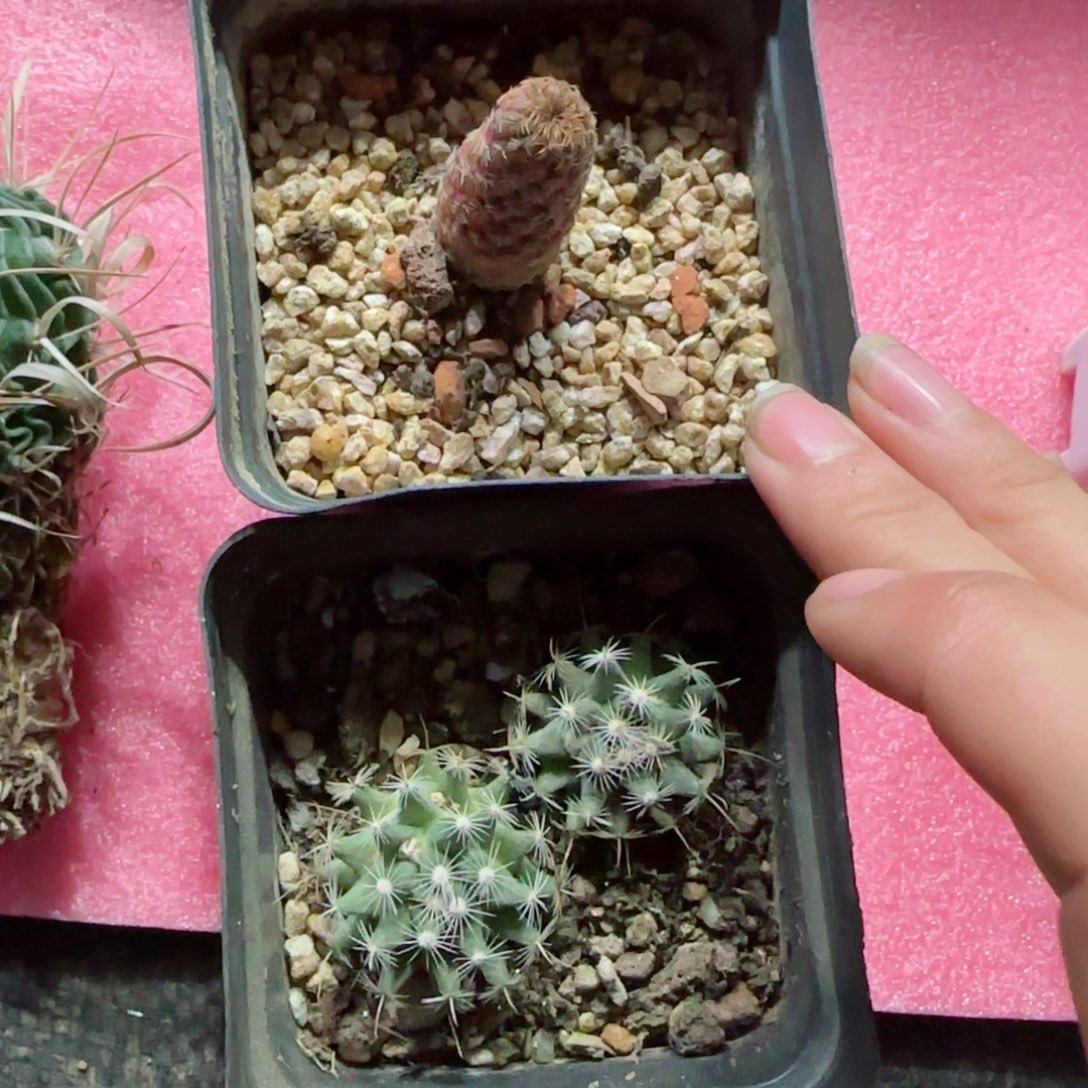 实生一盒关白➕自根紫丽锦多肉