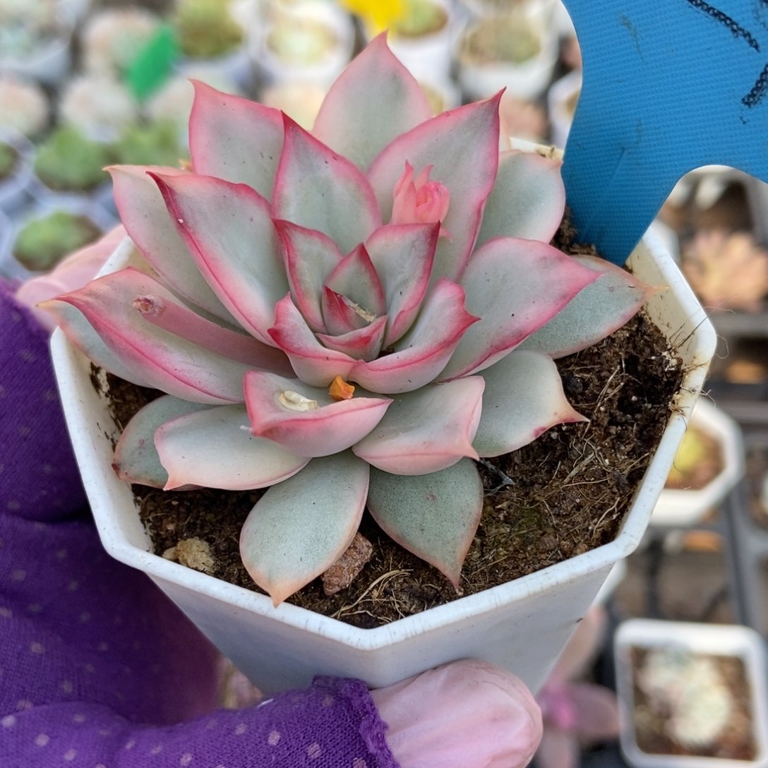 024月光女神锦多肉植物