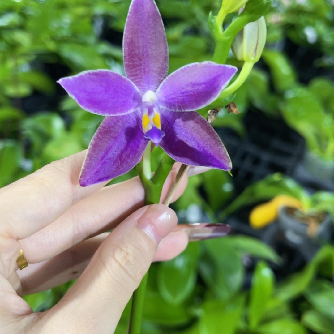 无花朵蝴蝶兰原生柳林3585