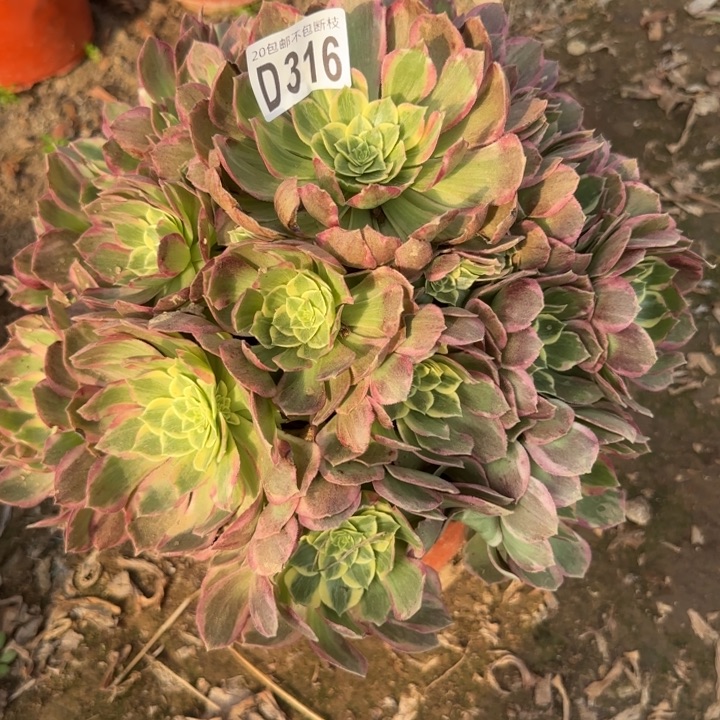 水蜜桃……多肉植物……