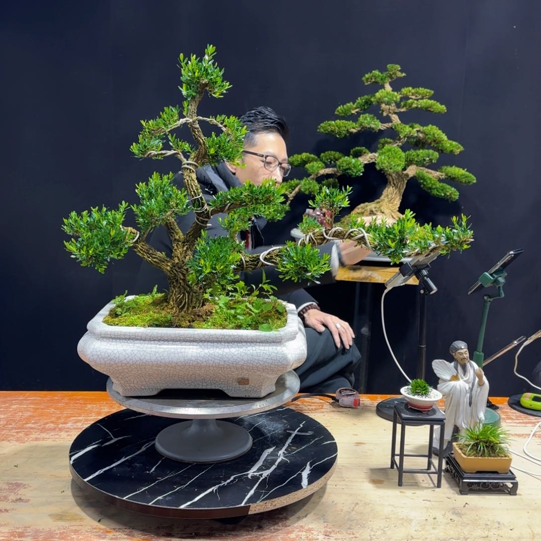 黄杨室内室外盆景艺术