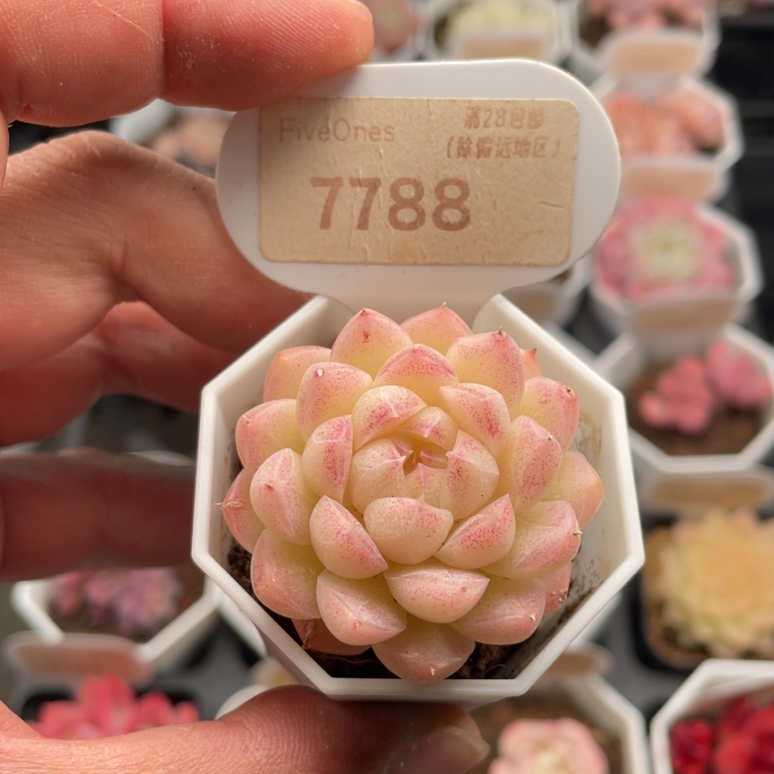 女王7788-4.0厘米