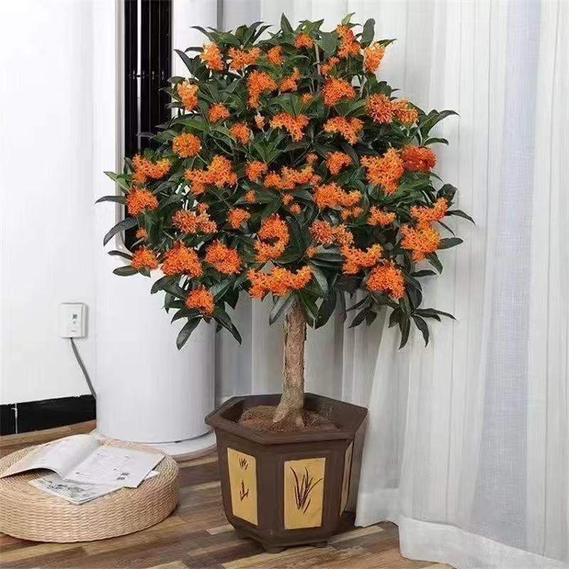正宗四季桂花盆栽月月桂花金桂丹桂浓香型四季常青花卉