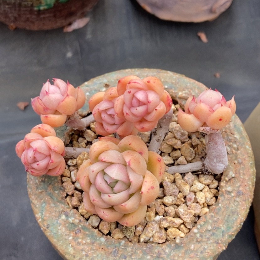 【闪购商品】东云杂