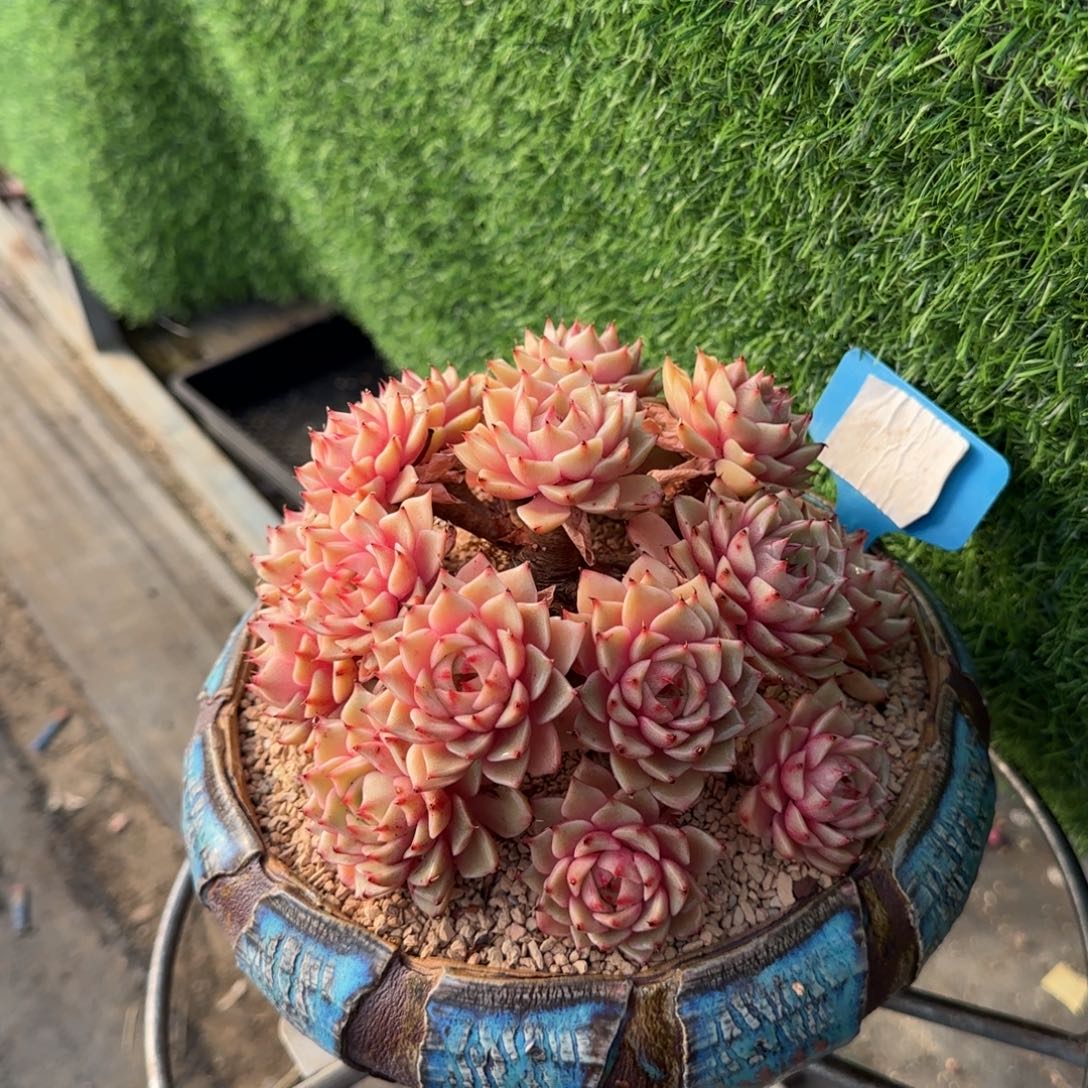 我***鱼黄金苯巴蒂斯琼生老庄多肉植物