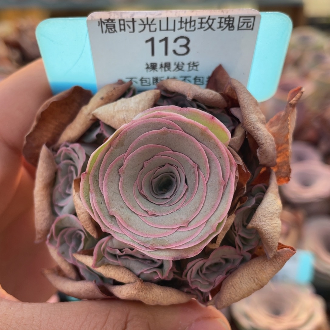 山地玫瑰113裸根发货不售后