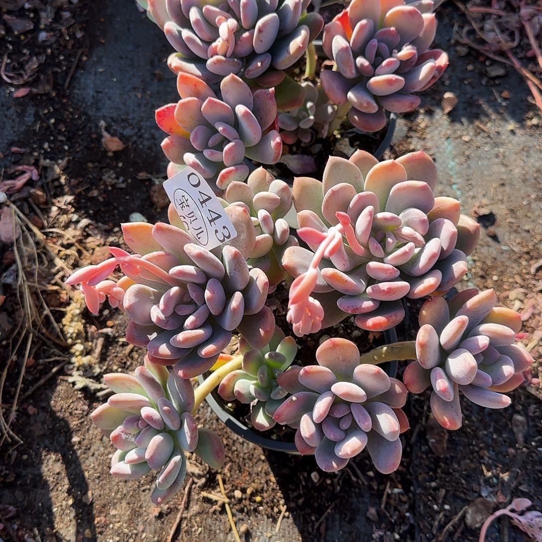 平***雪0443号包邮的时候我就在