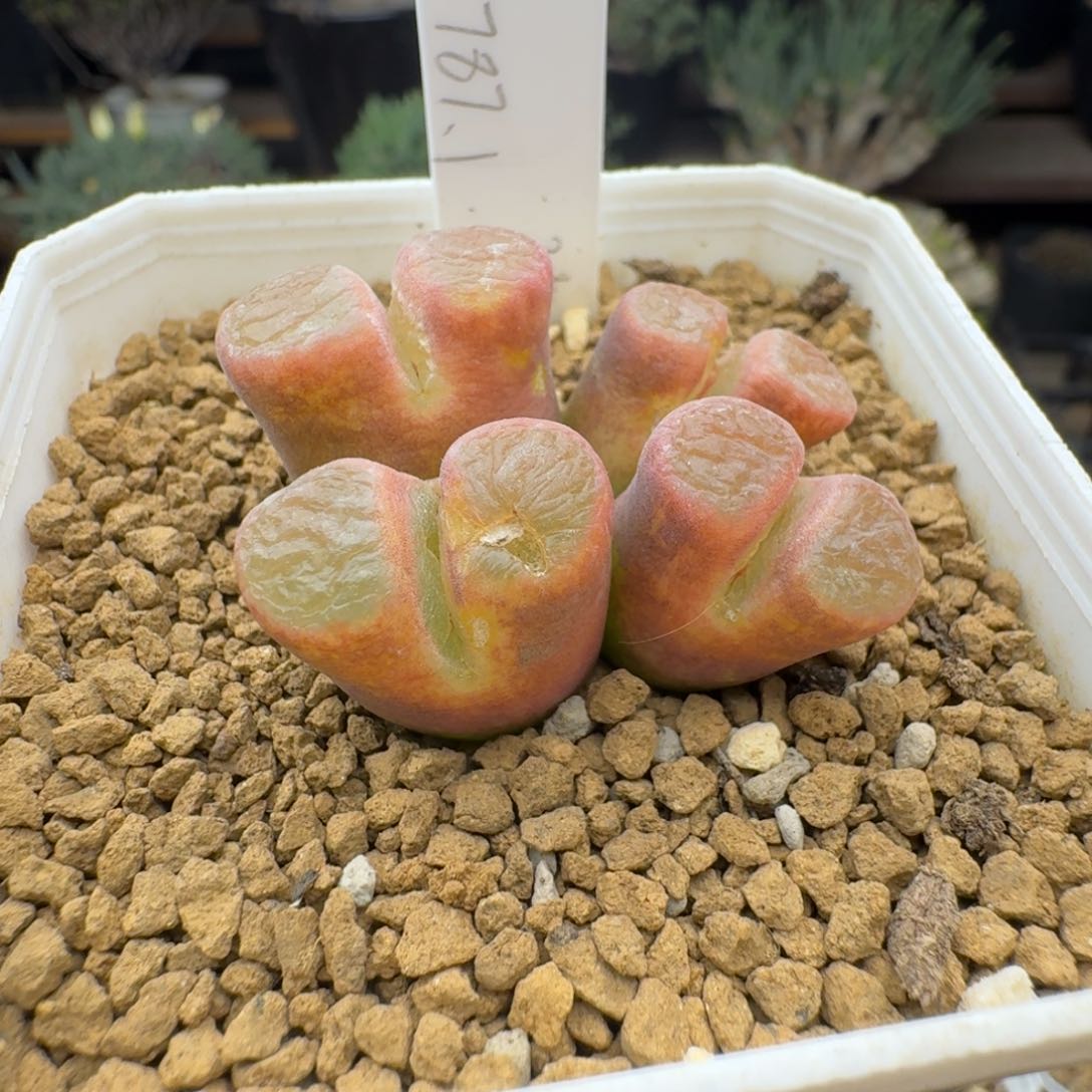 磁铁风铃多肉。           