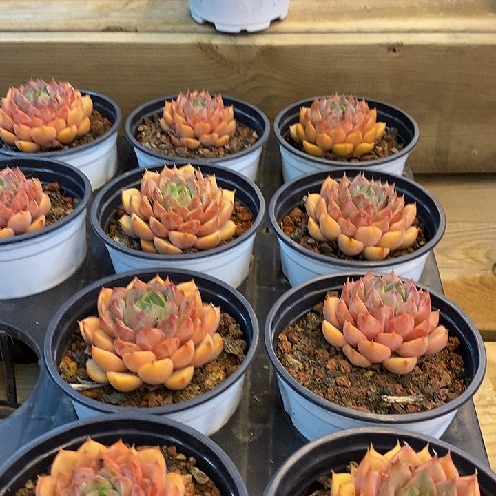 单头浪漫福利多多