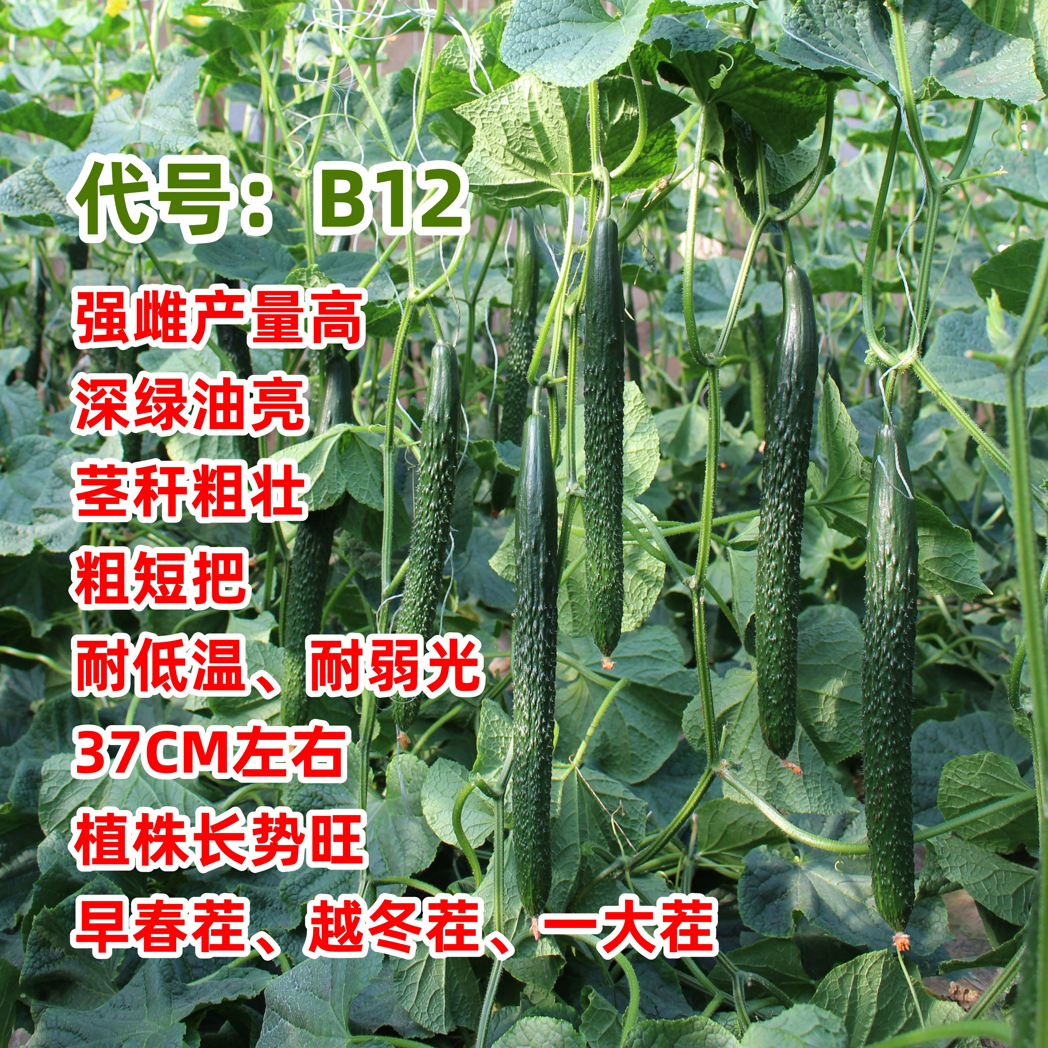 德瑞特B12黄瓜种子【越冬秋冬早春一大茬】长条产量高强雌短把密刺